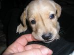 Izzy gnagar fingret.